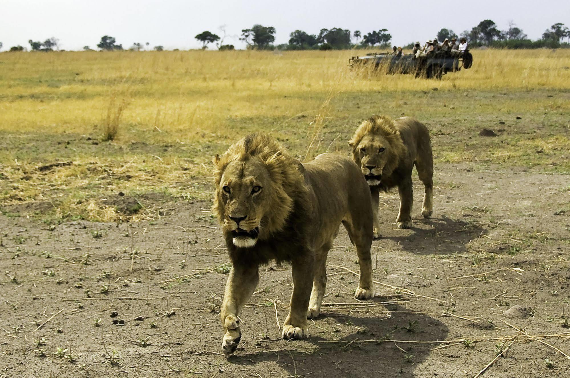 Готель Selinda Camp Selinda Reserve Екстер'єр фото